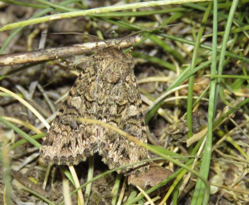 Réf. 329 926 : Anarta pugnax